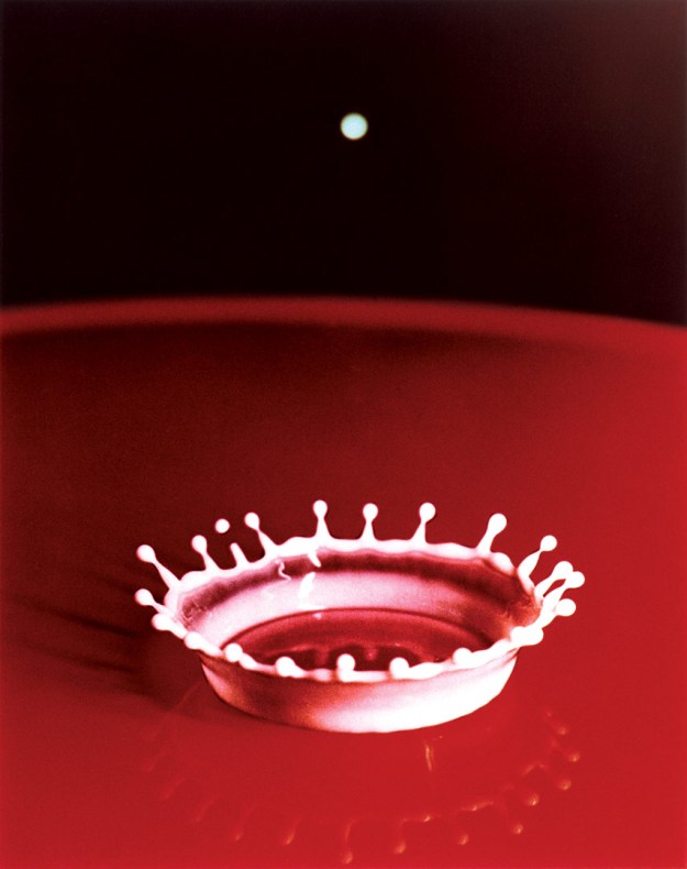 Milk Drop Coronet, 1957 by Harold Edgerton